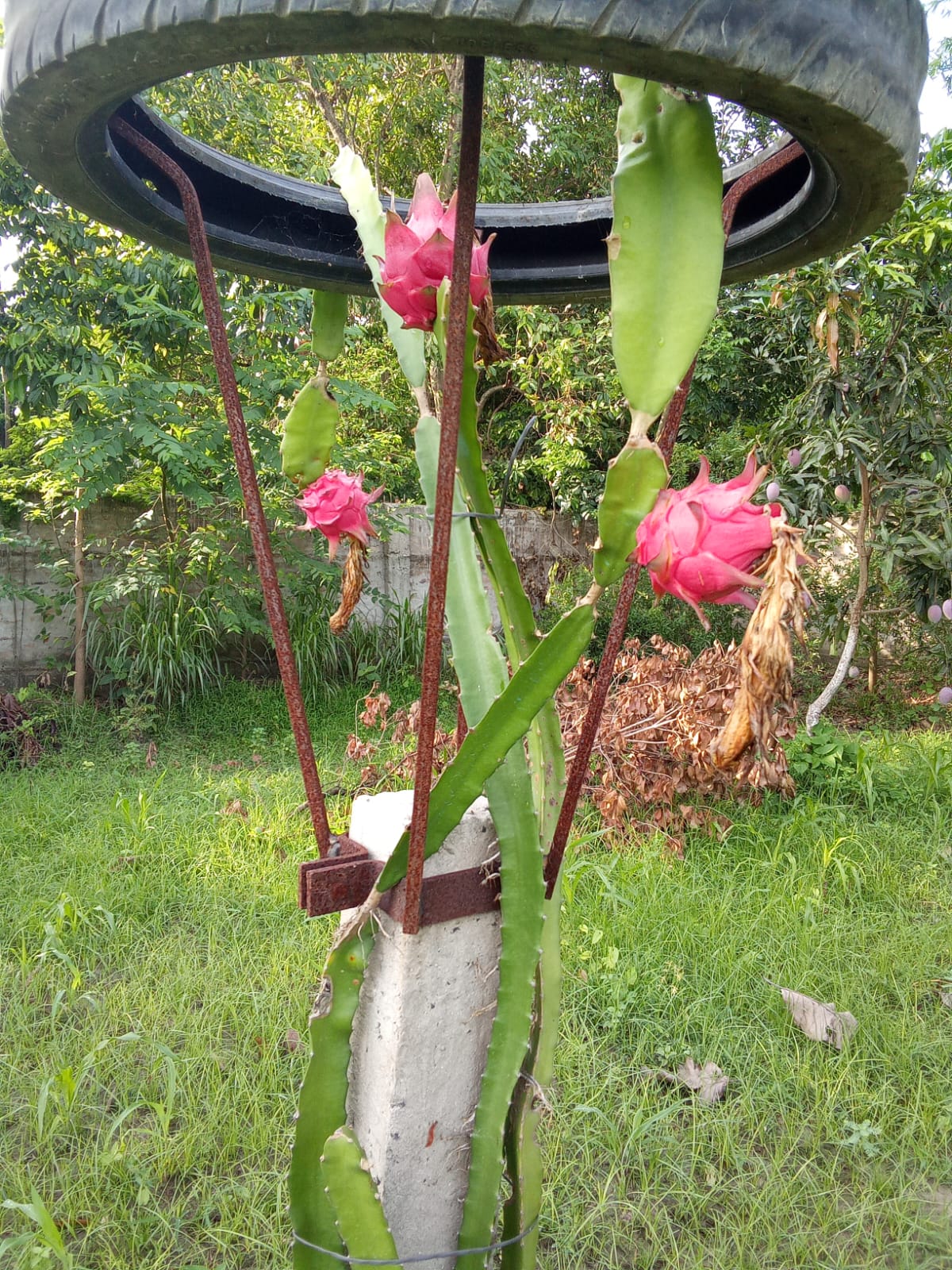 Dragon Fruit