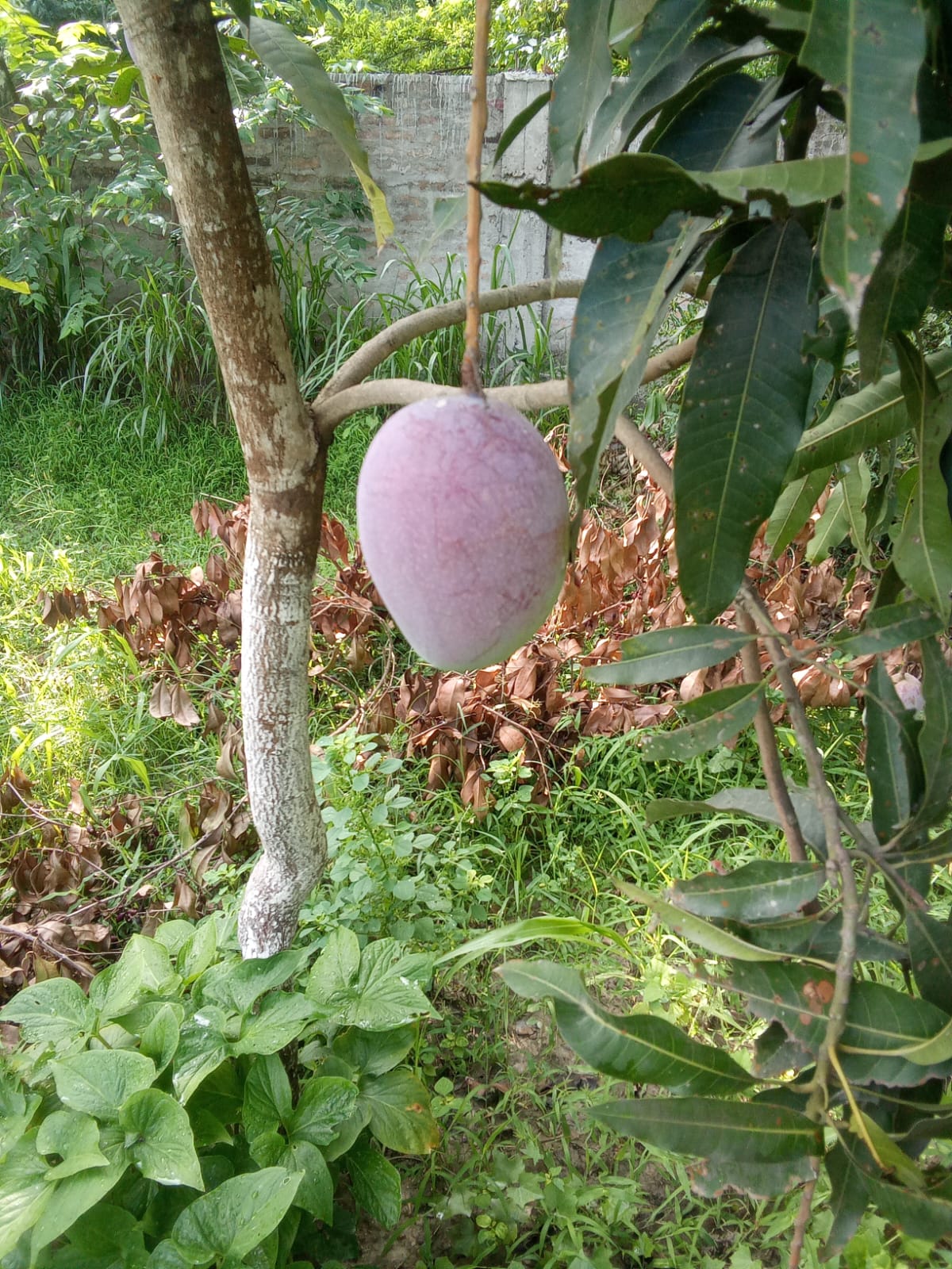 Chausa Mango